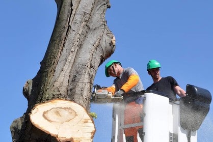 Contact Tree Removal Raleigh NC Service Company