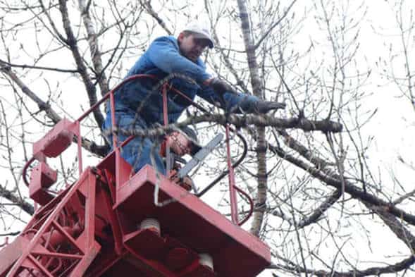 tree removal Raleigh NC