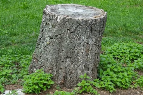 Tree stump grinding Raleigh